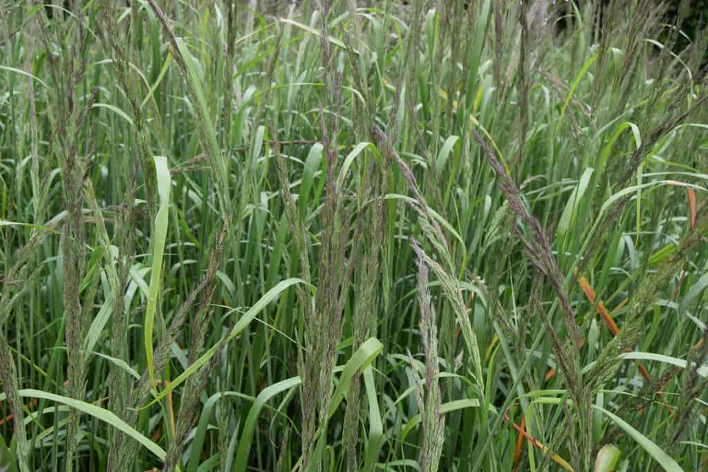 Calamagrostis x acutiflora 'Karl Foerster' ---